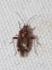 Harpocera thoracica
